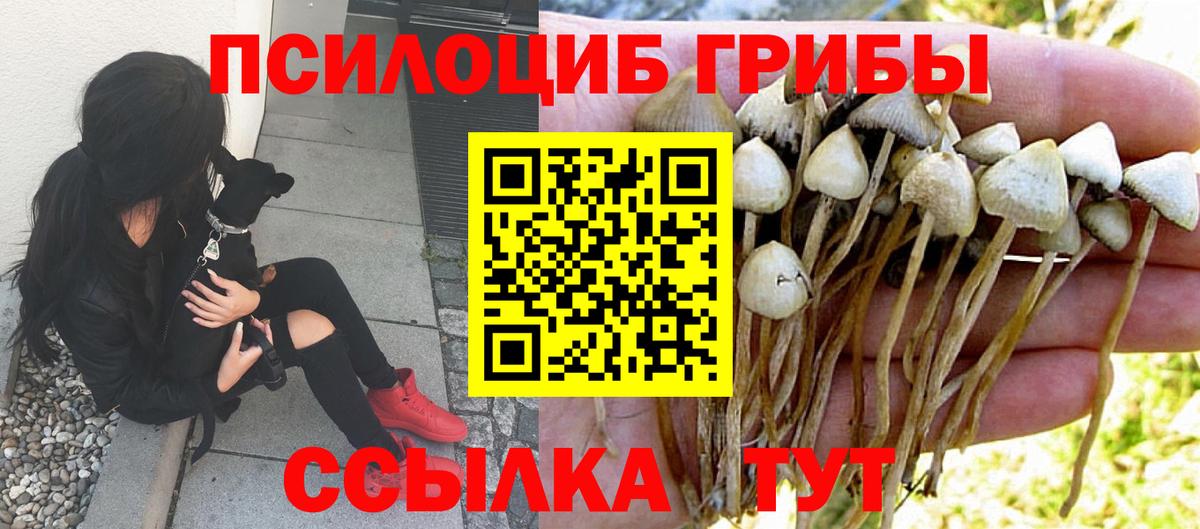 сколько стоит  Вход с VPN  Кузнецк  Галлюциногенные грибы Psilocybe 